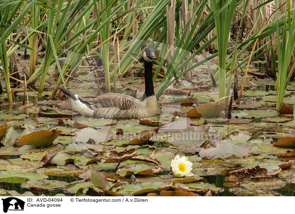 Kanadagans / Canada goose / AVD-04094