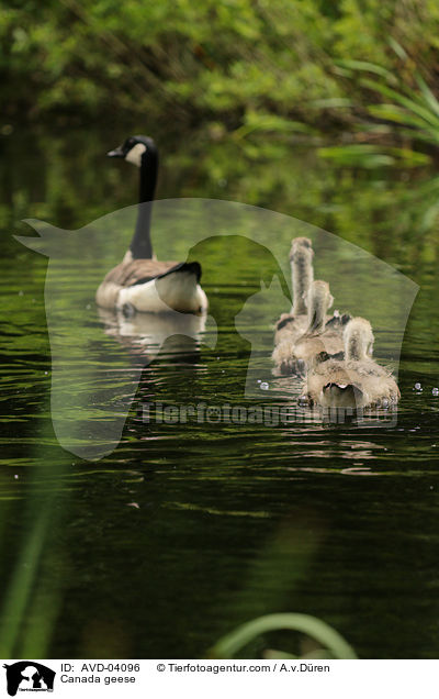 Kanadagnse / Canada geese / AVD-04096