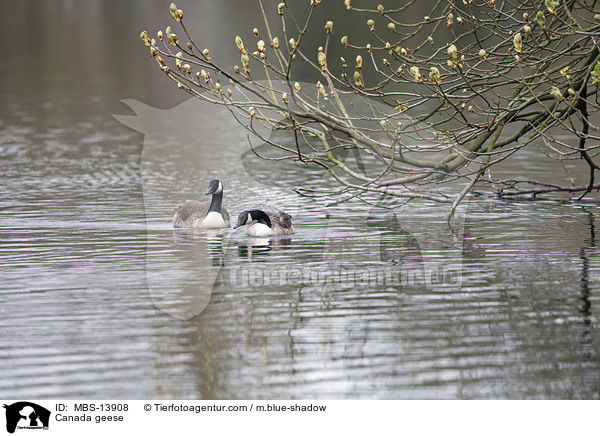 Kanadagnse / Canada geese / MBS-13908