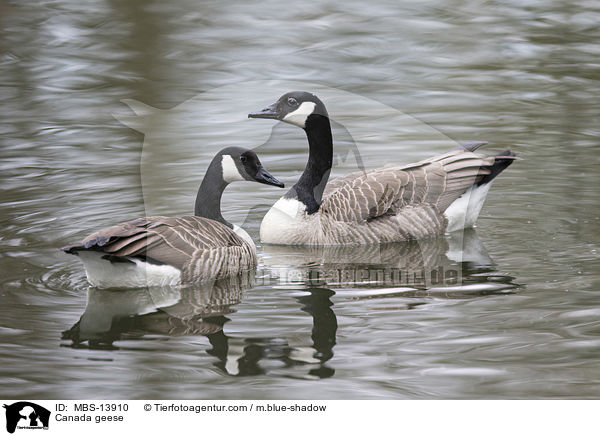 Kanadagnse / Canada geese / MBS-13910