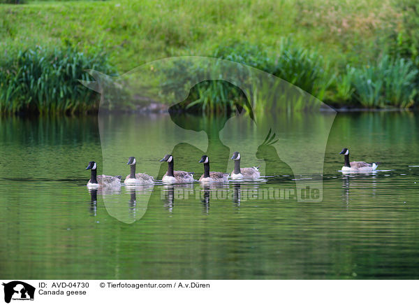 Kanadagnse / Canada geese / AVD-04730