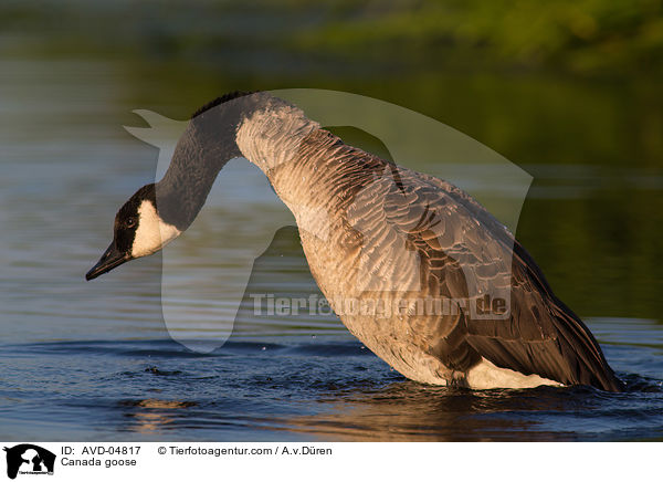 Kanadagans / Canada goose / AVD-04817