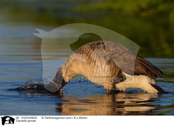 Kanadagans / Canada goose / AVD-04820