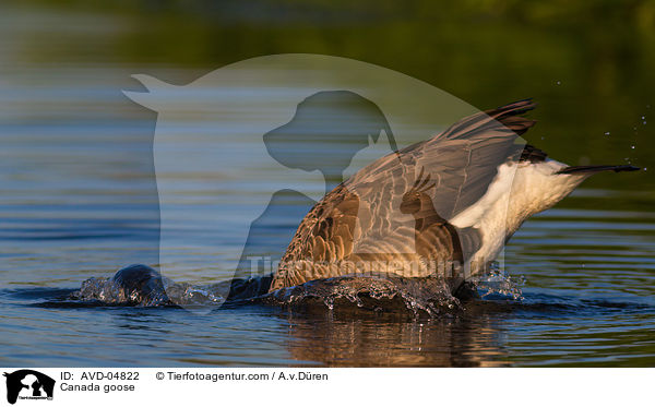 Kanadagans / Canada goose / AVD-04822