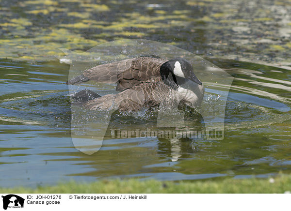 Kanadagans / Canada goose / JOH-01276