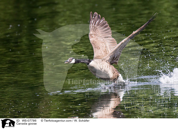 Kanadagans / Canada goose / WS-07786