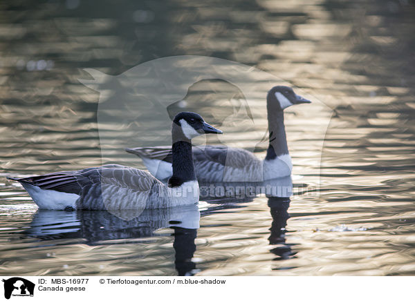 Kanadagnse / Canada geese / MBS-16977