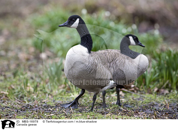 Kanadagnse / Canada geese / MBS-16978