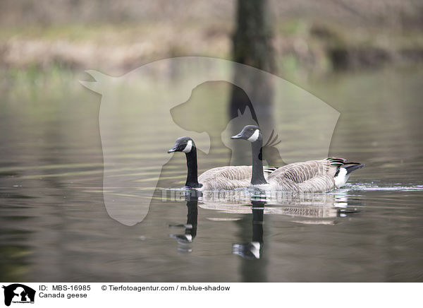 Kanadagnse / Canada geese / MBS-16985