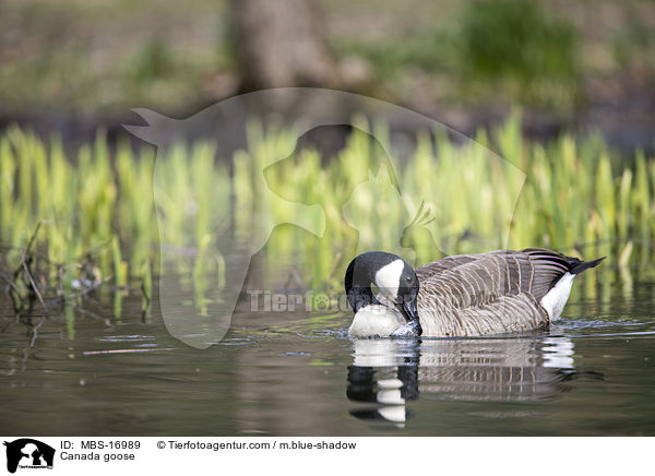 Kanadagans / Canada goose / MBS-16989