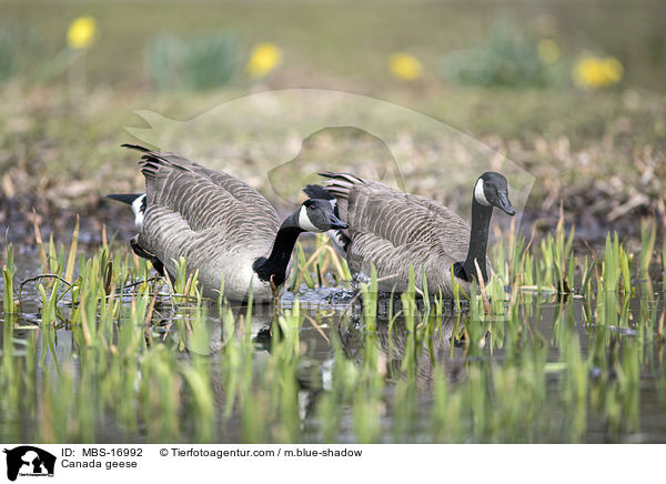 Kanadagnse / Canada geese / MBS-16992