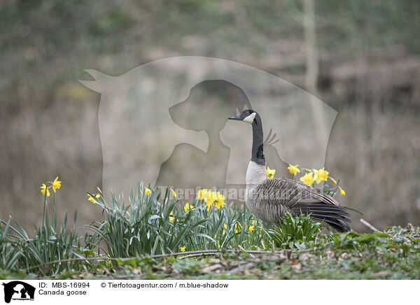 Kanadagans / Canada goose / MBS-16994