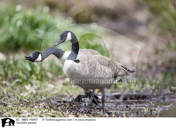 Kanadagnse / Canada geese / MBS-16997