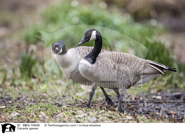 Kanadagnse / Canada geese / MBS-16998