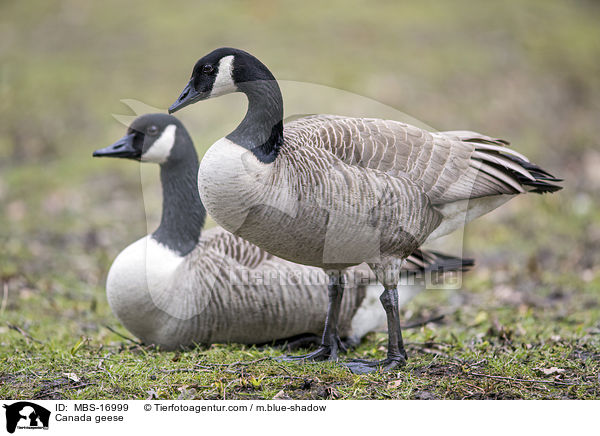 Kanadagnse / Canada geese / MBS-16999