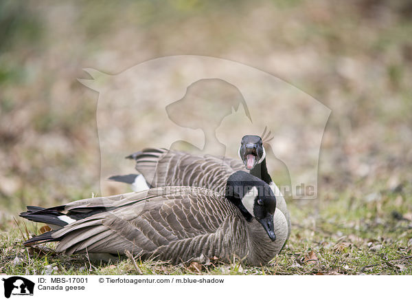 Kanadagnse / Canada geese / MBS-17001