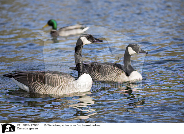 Kanadagnse / Canada geese / MBS-17006