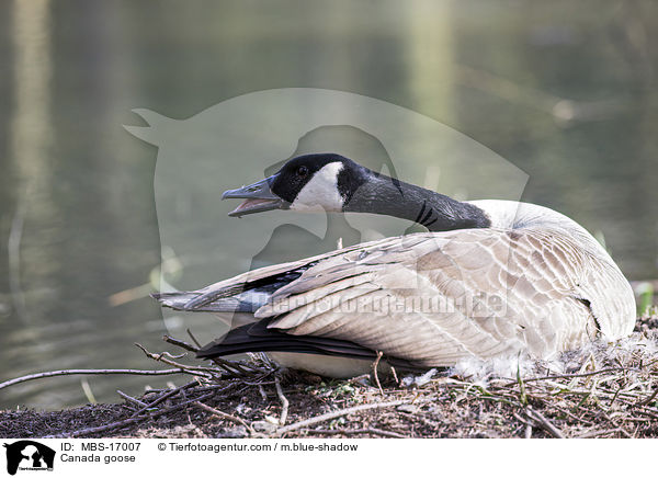 Kanadagans / Canada goose / MBS-17007