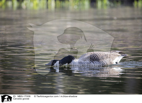 Kanadagans / Canada goose / MBS-17008