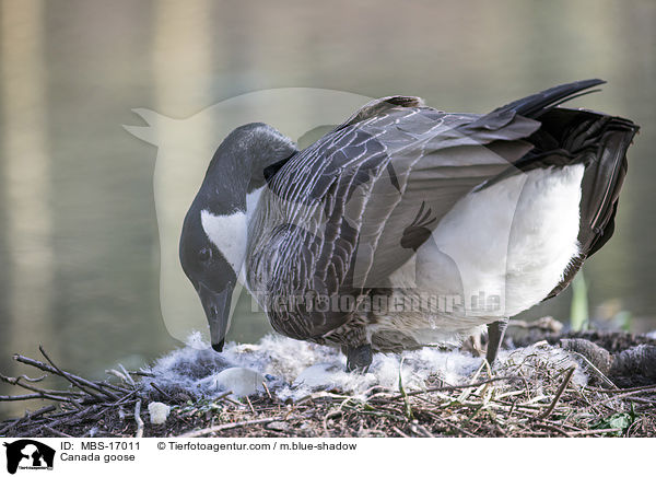 Kanadagans / Canada goose / MBS-17011