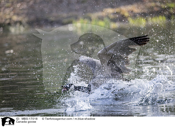 Canada goose / MBS-17018