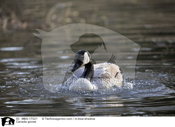 Canada goose / MBS-17021