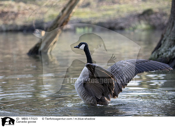 Canada goose / MBS-17023