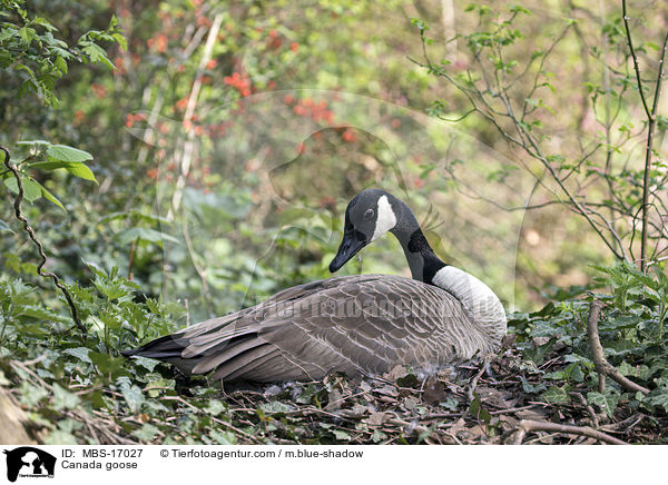 Kanadagans / Canada goose / MBS-17027