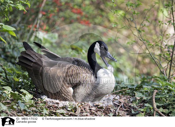 Kanadagans / Canada goose / MBS-17032