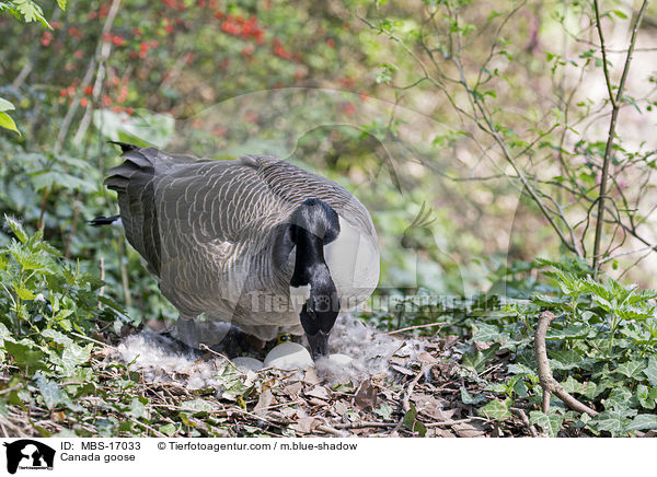 Kanadagans / Canada goose / MBS-17033