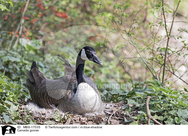 Kanadagans / Canada goose / MBS-17035