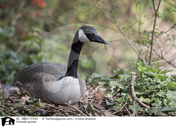 Kanadagans / Canada goose / MBS-17040