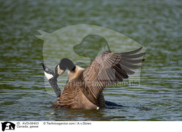 Kanadagnse / Canada, geese / AVD-06403