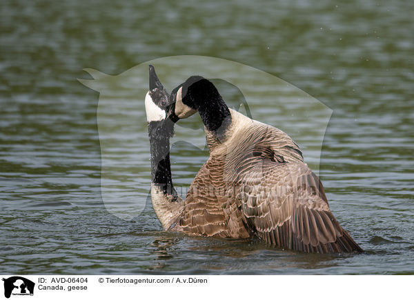 Kanadagnse / Canada, geese / AVD-06404