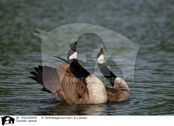 Kanadagnse / Canada, geese / AVD-06405