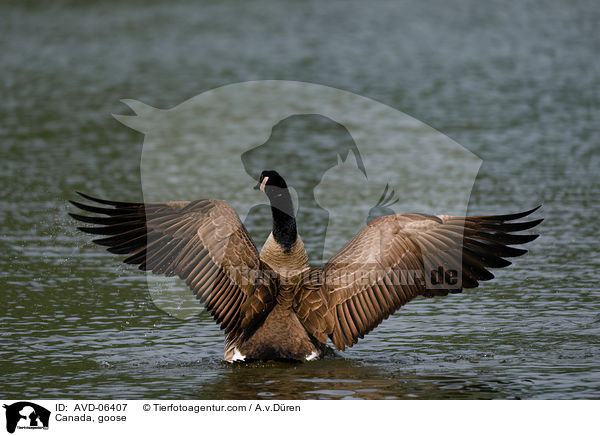 Kanadagans / Canada, goose / AVD-06407