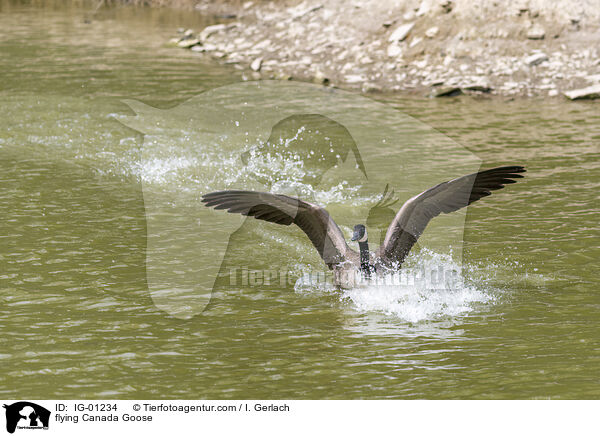 fliegende Kanadagans / flying Canada Goose / IG-01234