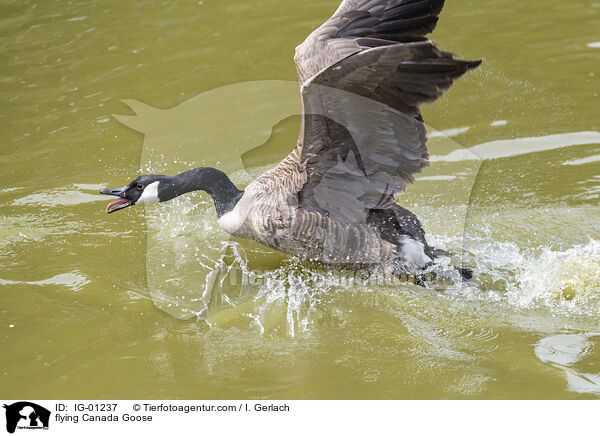 fliegende Kanadagans / flying Canada Goose / IG-01237