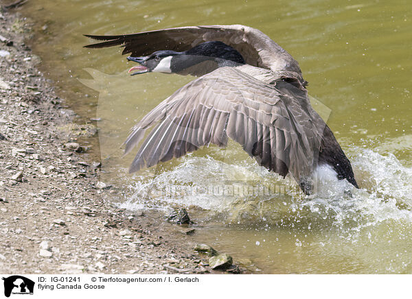 fliegende Kanadagans / flying Canada Goose / IG-01241