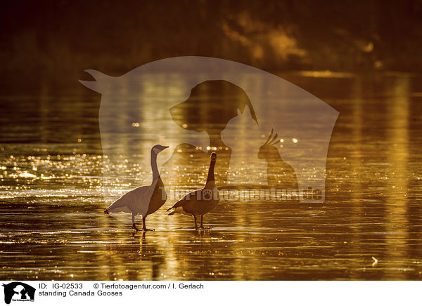 stehende Kanadagnse / standing Canada Gooses / IG-02533