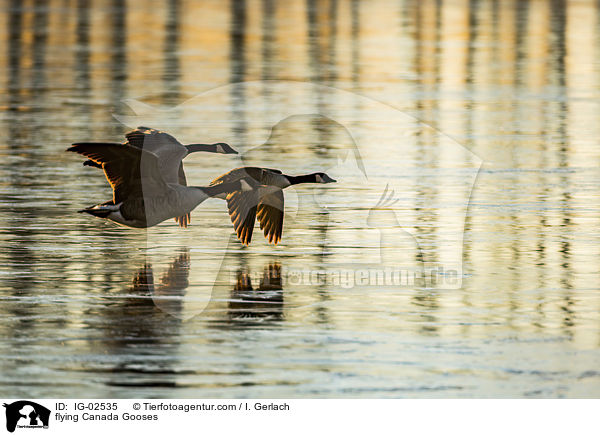 fliegende Kanadagnse / flying Canada Gooses / IG-02535