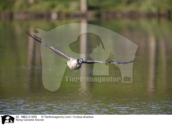 flying Canada Goose / MBS-21985