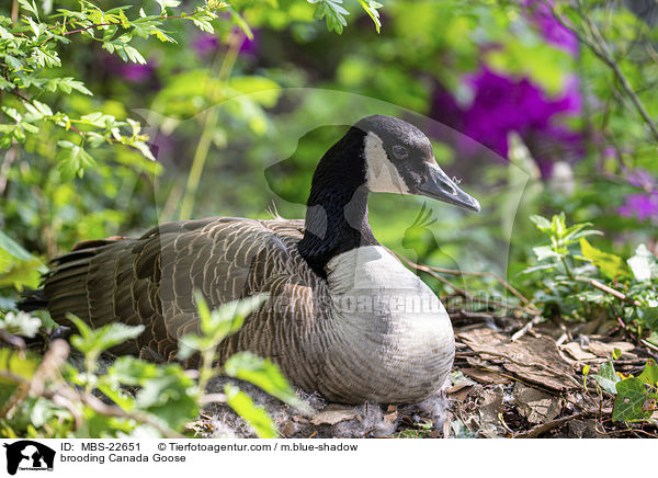 brtende Kanadagans / brooding Canada Goose / MBS-22651