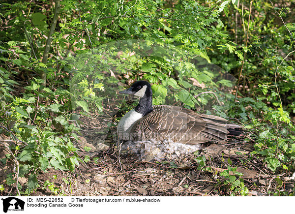 brtende Kanadagans / brooding Canada Goose / MBS-22652