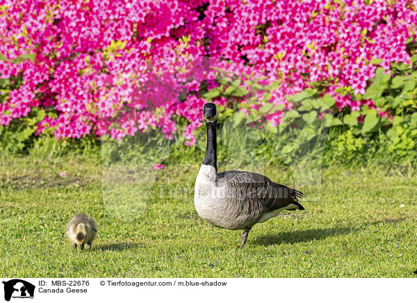 Kanadagans / Canada Geese / MBS-22676