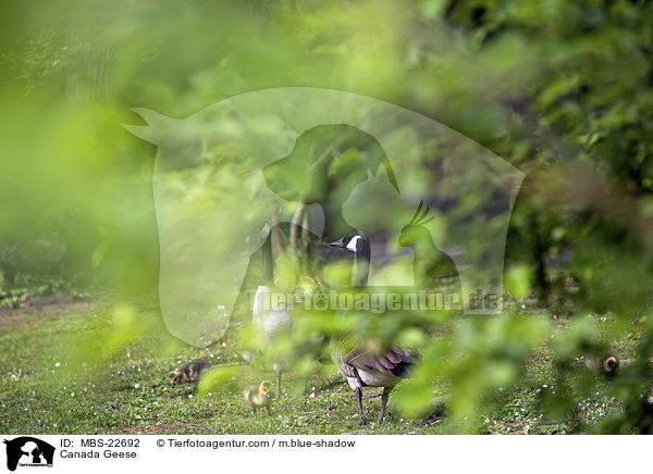 Kanadagans / Canada Geese / MBS-22692