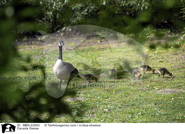 Kanadagans / Canada Geese / MBS-22693