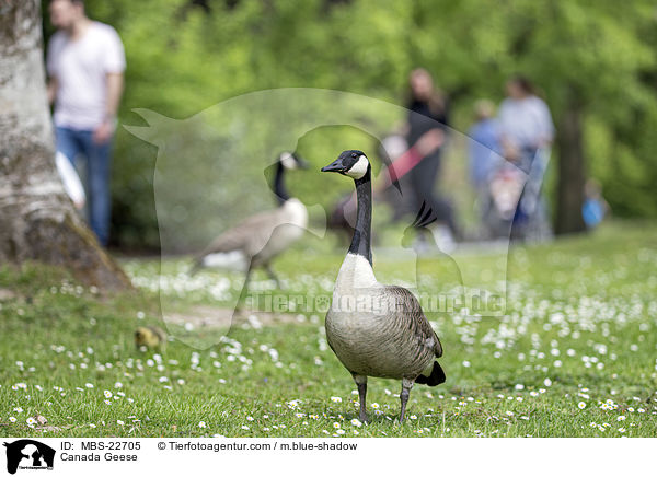 Kanadagans / Canada Geese / MBS-22705