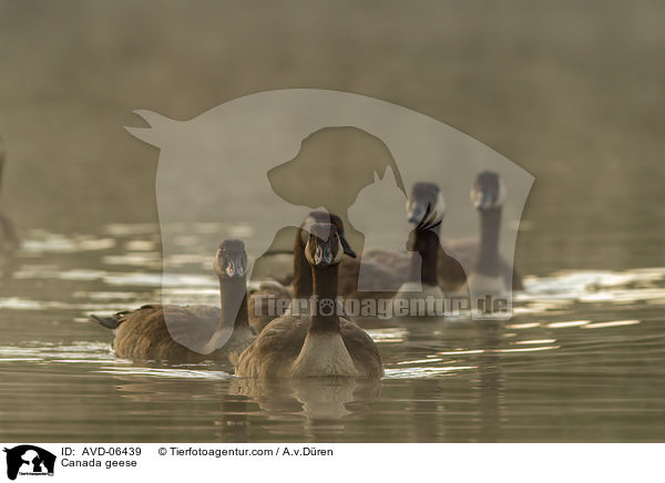 Kanadagnse / Canada geese / AVD-06439