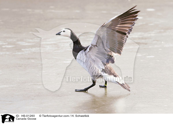 Kanadagans / Canada Goose / HS-01260